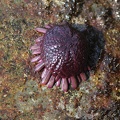 Schild-Seeigel (Colobocentrotus atratus)